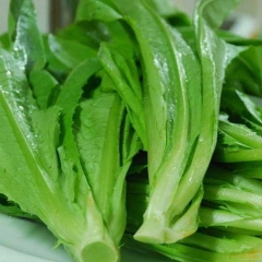 新鲜有机 绿色蔬菜 油麦菜20元/500g  莜麦菜  、苦菜、生菜