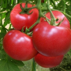 新鲜有机 绿色蔬菜  西红柿20元/500g 番柿,六月柿,洋柿子,毛秀才
