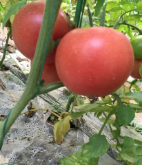 海阳西红柿