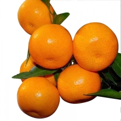 砂糖橘2斤±0.1斤