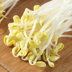 黄豆芽  1袋500g