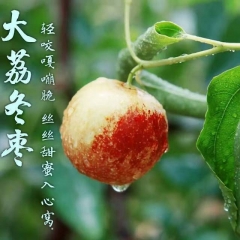 陕西大荔冬枣  1盒500g左右