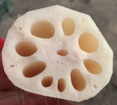 不带泥莲藕   500g±50g