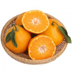 四川春见耙耙柑3-4斤