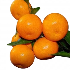 广西沙糖桔500g±50g