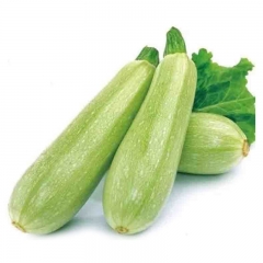 寿光西葫芦400g-600g/份