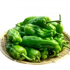 薄皮椒500g±50g