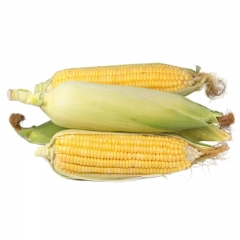 水果玉米950-1200g