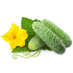 新鲜有机 绿色蔬菜 黄瓜、青瓜20元/500g